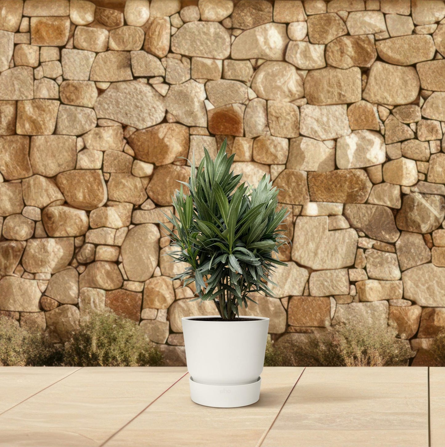 Nerium oleander Strauch mit roter Blüte – 70 cm – Ø19