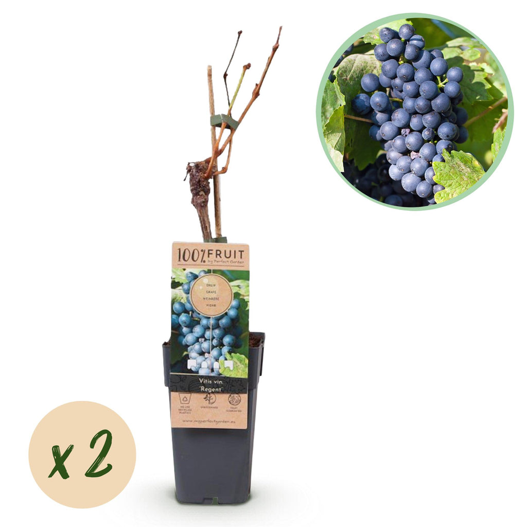 Obstpflanze, Vitis vinifera Regent, Weinrebe, Veredelt, Blaue Traube, 2 Pflanzen, Topf 15 cm, 50 cm