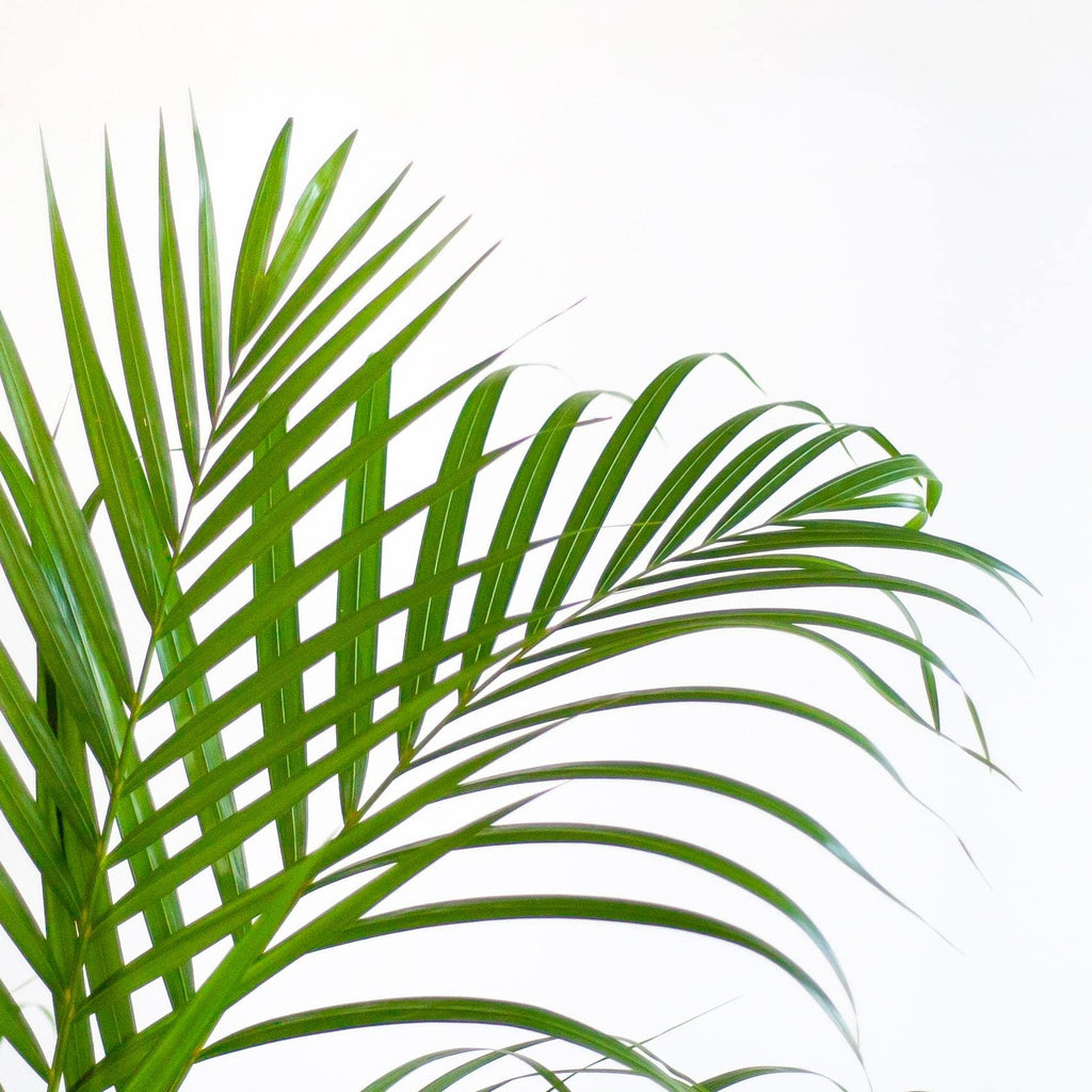 Areca Palm (Dypsis) mit Sofia-Korb natur - 100cm - Ø21 - Botanic-Vibes