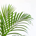 Areca Palm (Dypsis) mit Sofia-Korb natur - 100cm - Ø21 - Botanic-Vibes