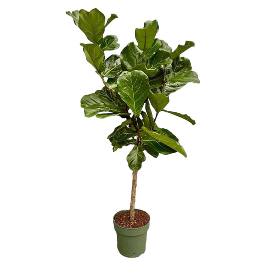 Ficus Lyrata stam - 150 cm - Ø27 - Botanic-Vibes