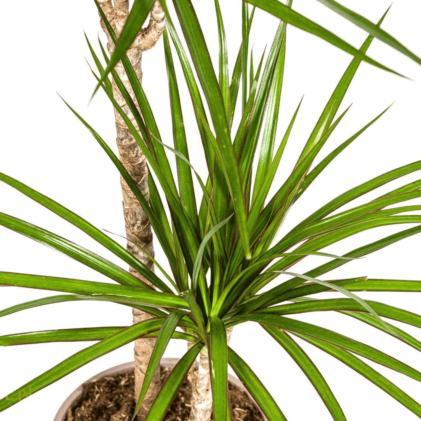 Dracaena Marginata Green Ø19cm - ↕70 - 90cm - Botanic-Vibes