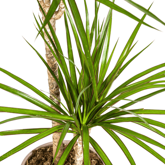 Dracaena Marginata Green Ø19cm - ↕70 - 90cm - Botanic-Vibes