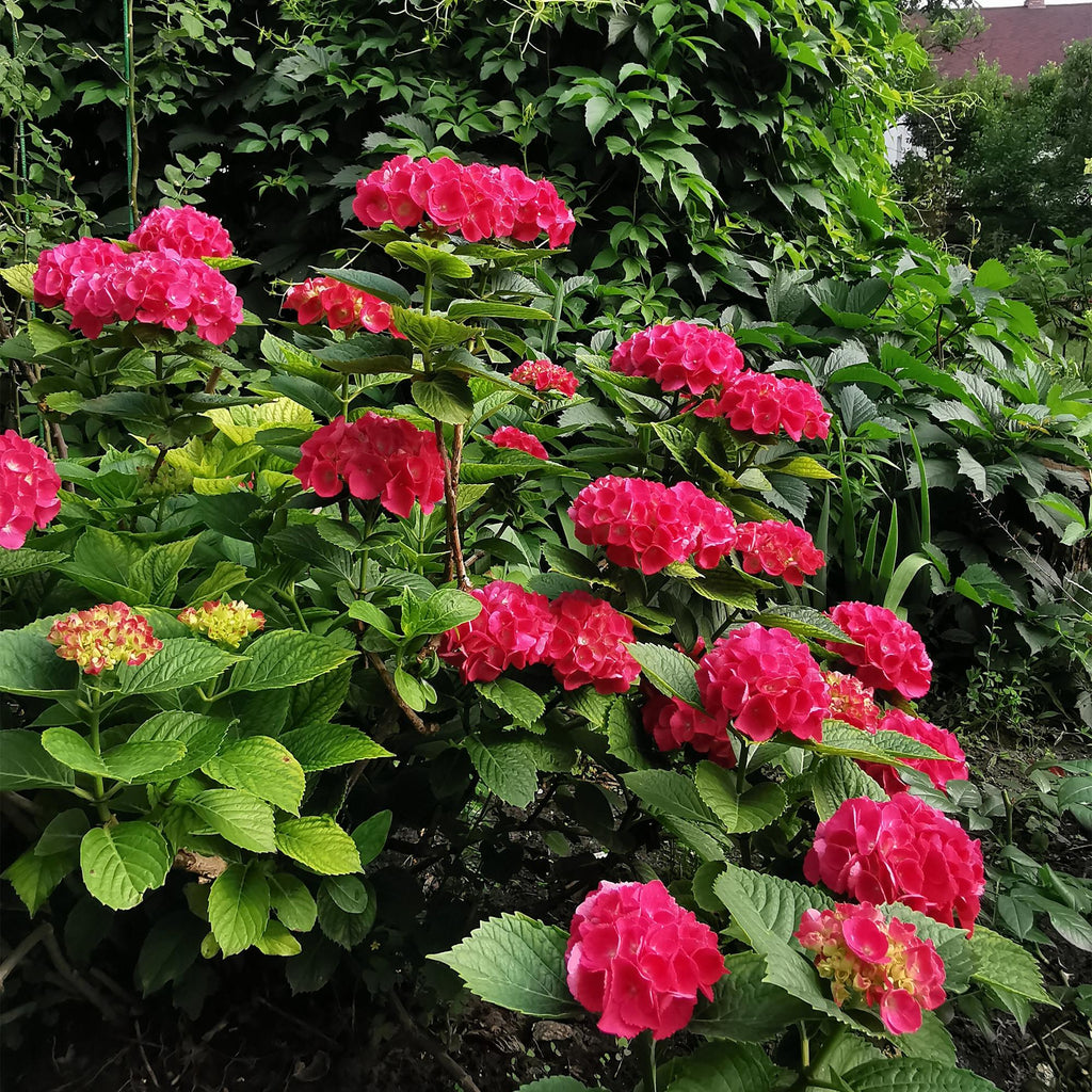 Hortensie, Hydrangea macrophylla Rot, Blüte Rot, 1 Pflanze, Laubabwerfend, Wenig Pflege, Topf 17 cm 30 cm