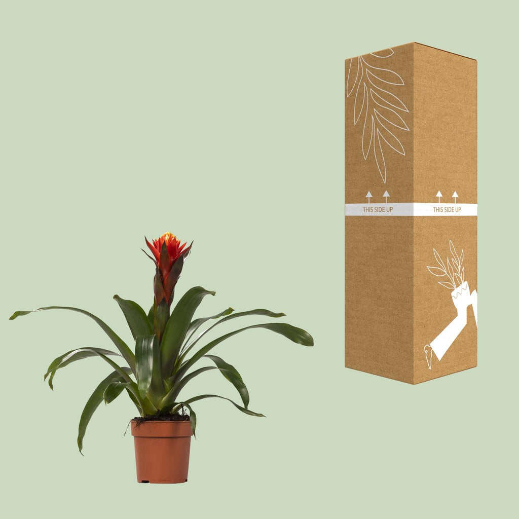 Guzmania Happiness, Ø12 cm Höhe 45