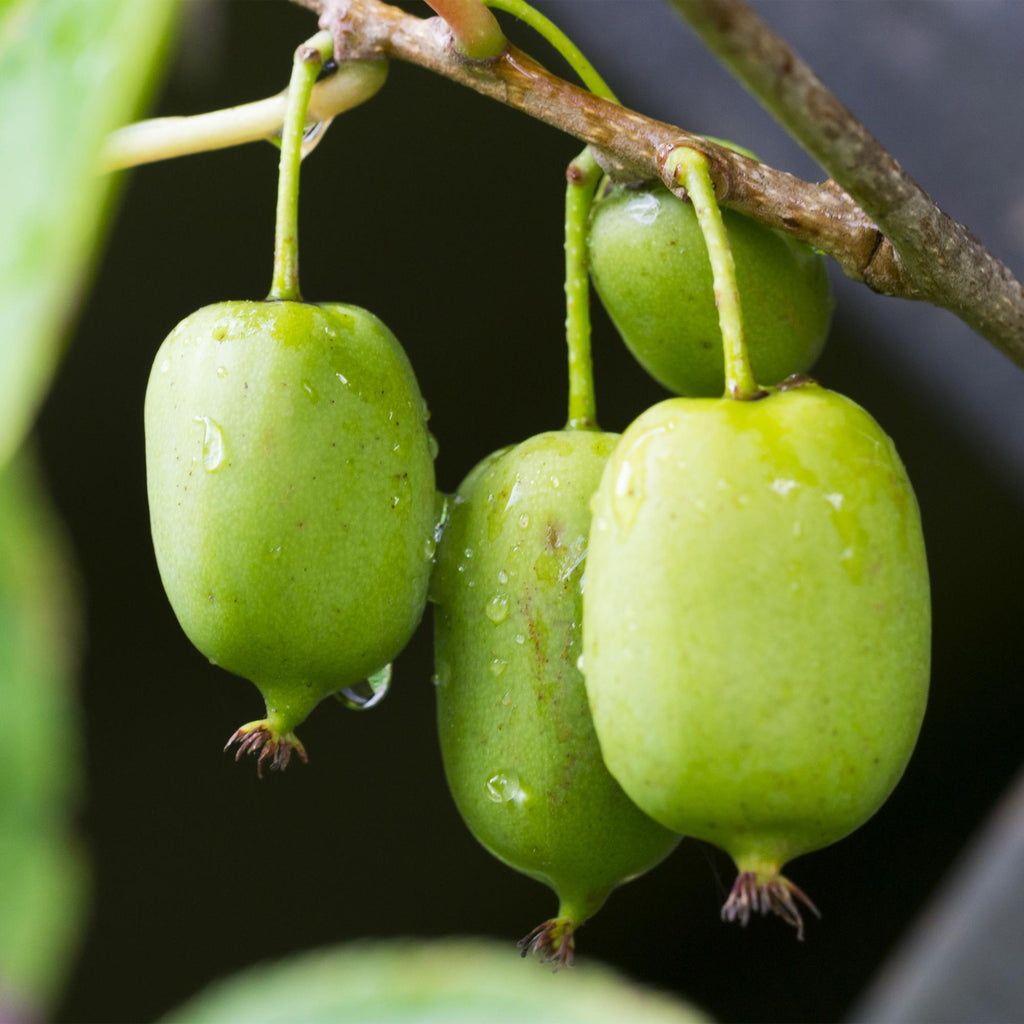 Obstpflanze, Kiwi, Actinidia arguta Issai, Grüne Frucht, 2 Pflanzen, Topf 11 cm 40 cm