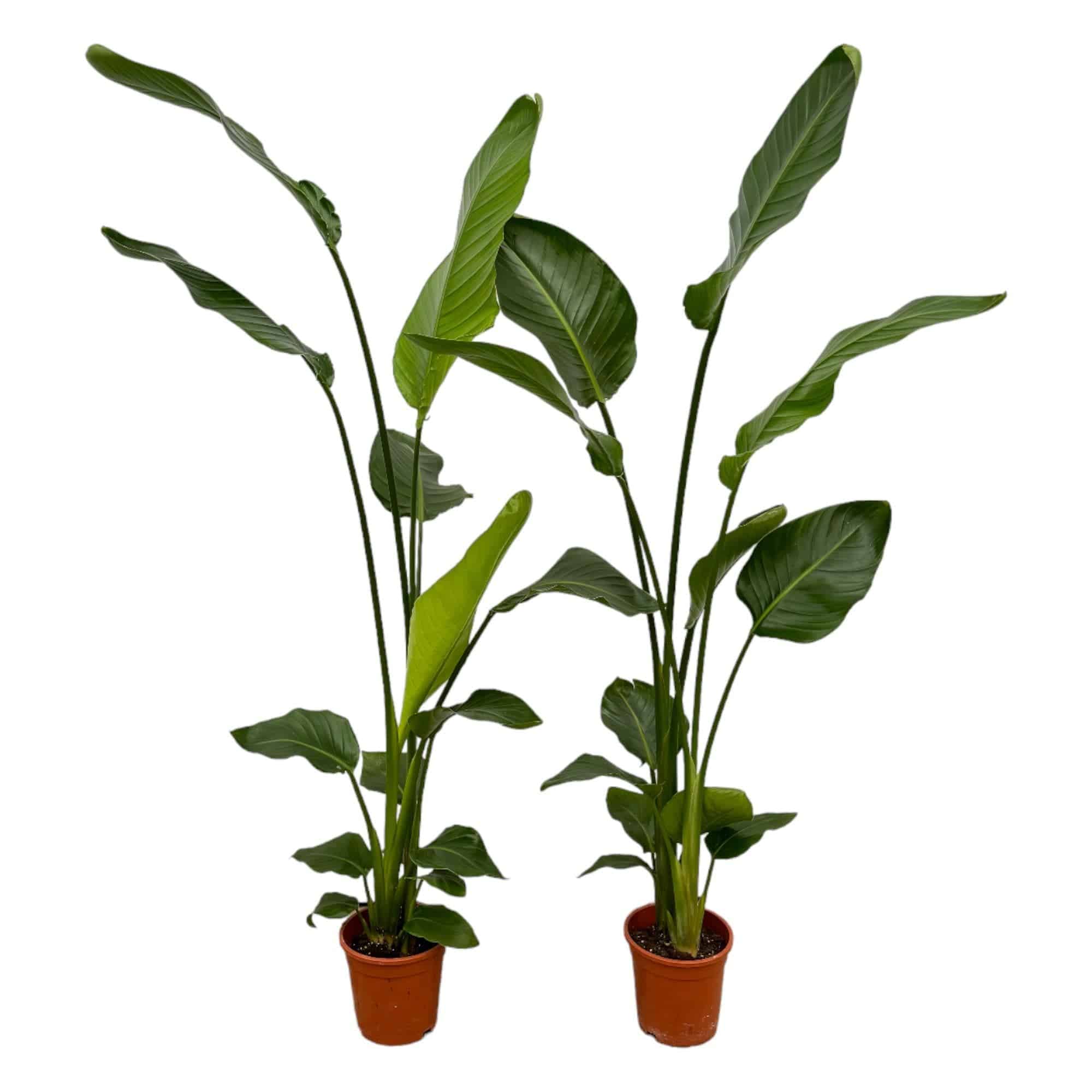 2x Strelitzia nicolai – 130 cm – Ø17 - Botanic-Vibes