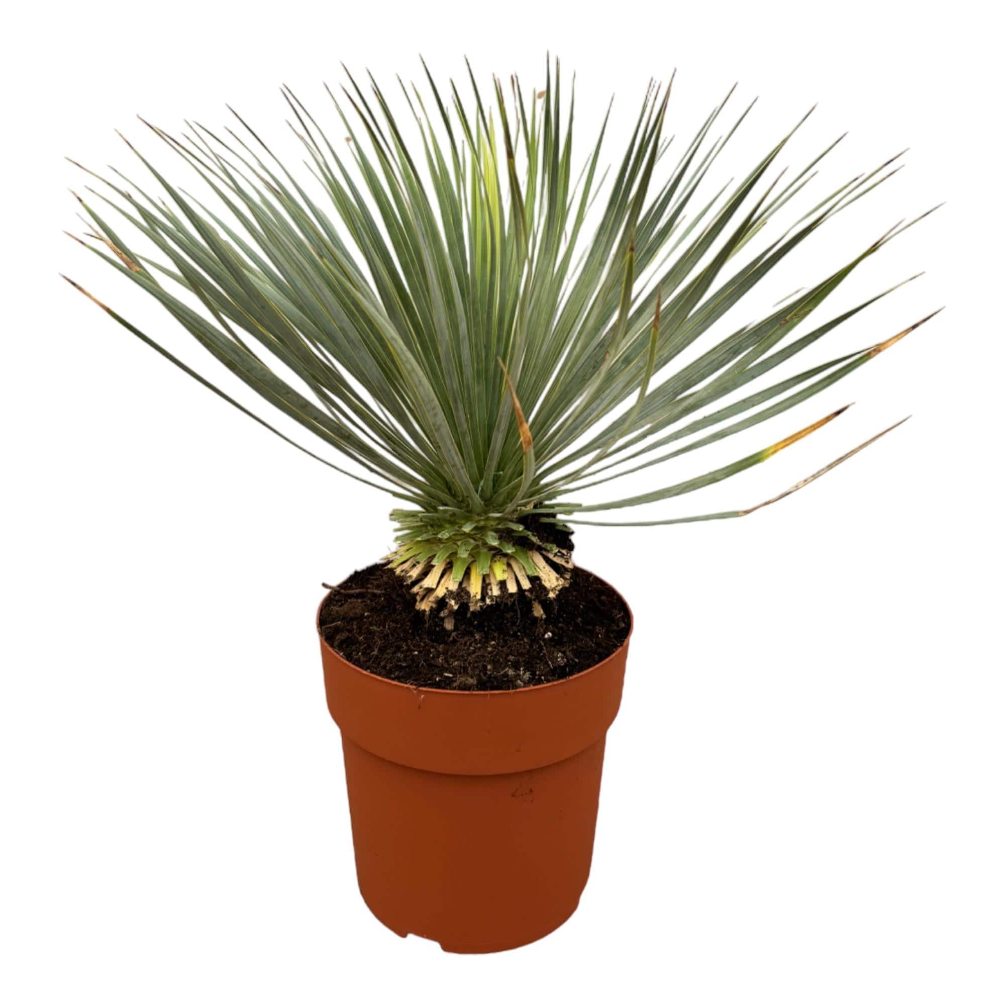 Yucca Rostrata op stam – 70 cm – Ø27 - Botanic-Vibes