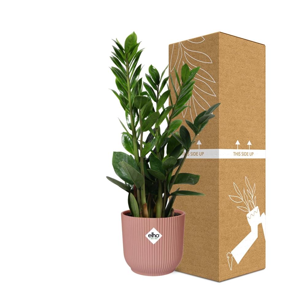 Zamioculcas, Hoogte 45-50 im ELHO Vibes Fold, 14 cm, rosa