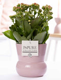 Kalanchoe Rosa In P&PURE Pflanze Vase Maxima Rosa, Ø12 cm, 27 cm