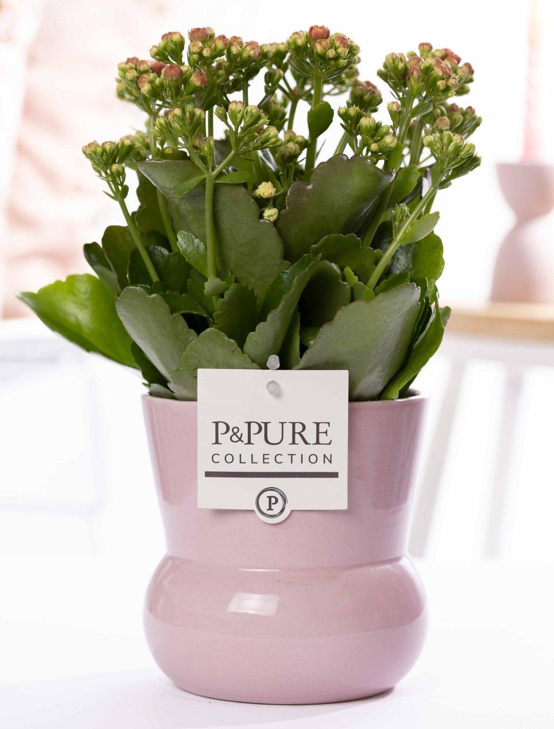 Kalanchoe Rosa In P&PURE Pflanze Vase Maxima Rosa, Ø12 cm, 27 cm