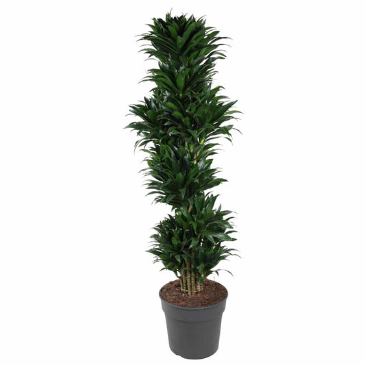 Dracaena compacta verzweigt – 170 cm – ø34 - Botanic-Vibes