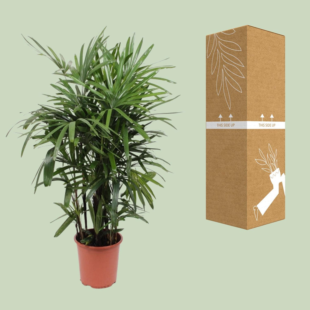 Rhapis Excelsa, Ø27 cm, 120 cm