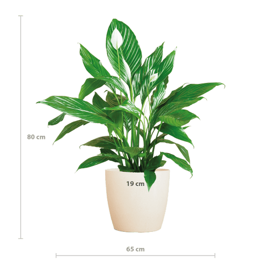Spathiphyllum mit Viber weiß – 80 cm – Ø21 - Botanic-Vibes
