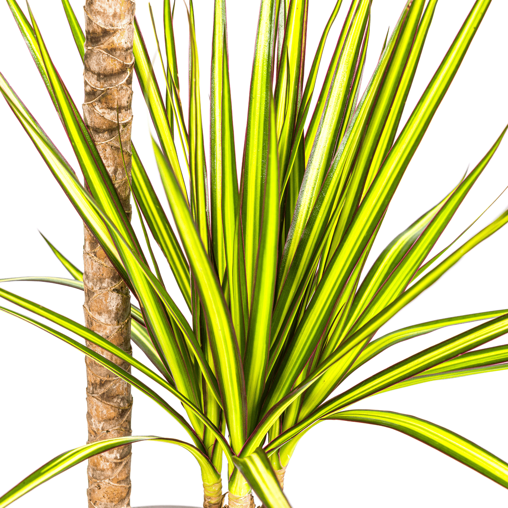 Dracaena Marginata Sunray Ø19cm - ↕80-100cm - Botanic-Vibes