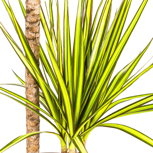 Dracaena Marginata Sunray Ø19cm - ↕80-100cm - Botanic-Vibes