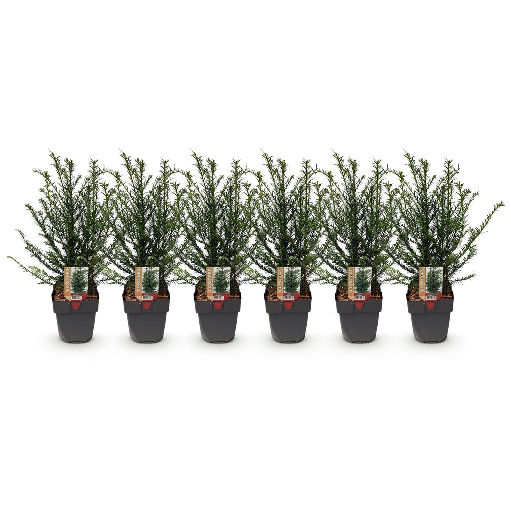 Heckenpflanzen, Taxus baccata, Blatt grün, 6 Pflanzen, 1 laufender Meter, immergrün, Topf 17 cm 60 cm