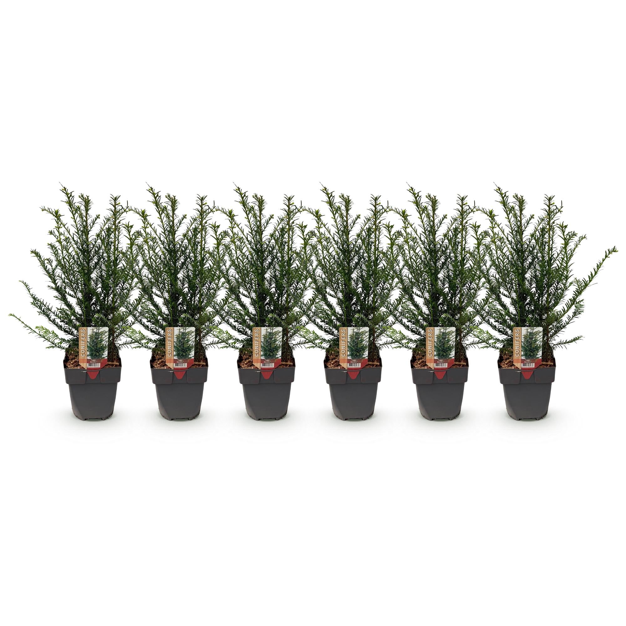 Heckenpflanzen, Taxus baccata, Blatt grün, 6 Pflanzen, 1 laufender Meter, immergrün, Topf 17 cm 60 cm