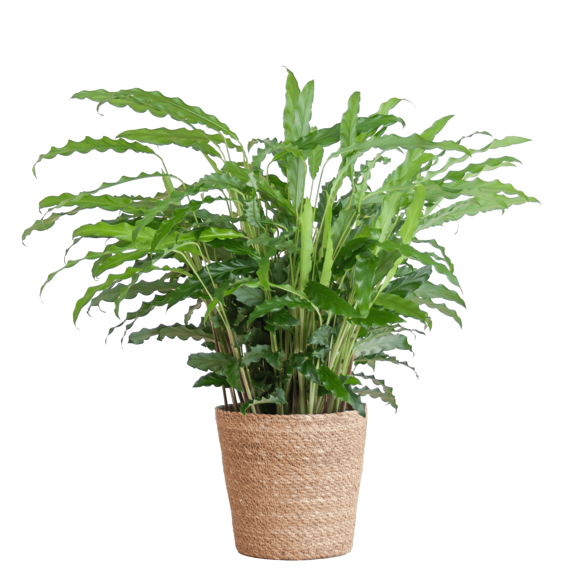 Calathea Rufibarba mit Sofia-Korb natur - 55cm - Ø17 - Botanic-Vibes
