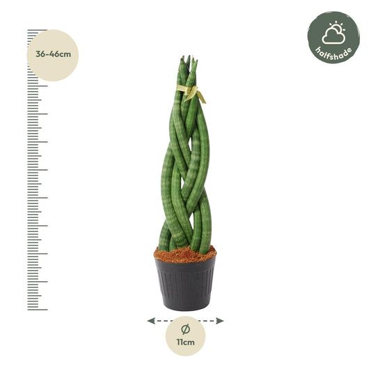 Sansevieria cylindrica 'Twist' – 40 cm – Ø10,5