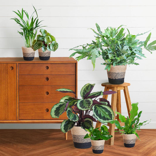 Haustierfreundliches Pflanzenset Groß - Botanic-Vibes