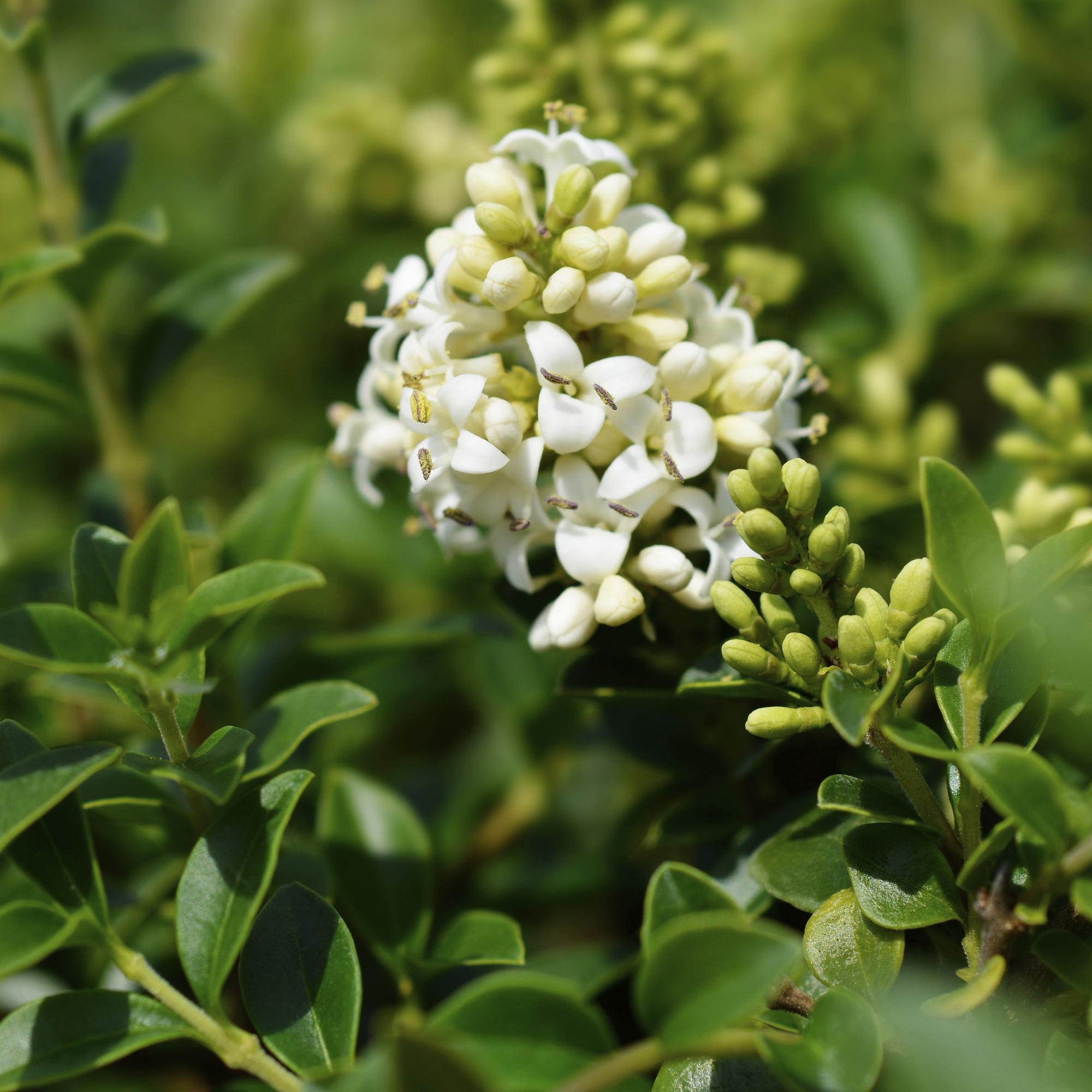 Stamm Pflanze, Ligustrum delavayanum, Terrassenpflanze, Immergrün, Winterhart, Grüne Blätter, Topf 19 cm 90 cm
