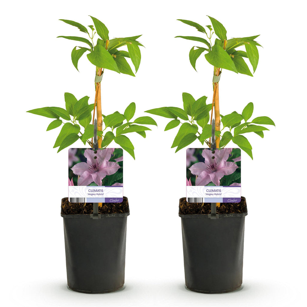 Kletterpflanze, Clematis Hagley Hybrid, Blüte Rosa, Wenig Pflege, 2 Pflanzen, Topf 11 cm 40 cm