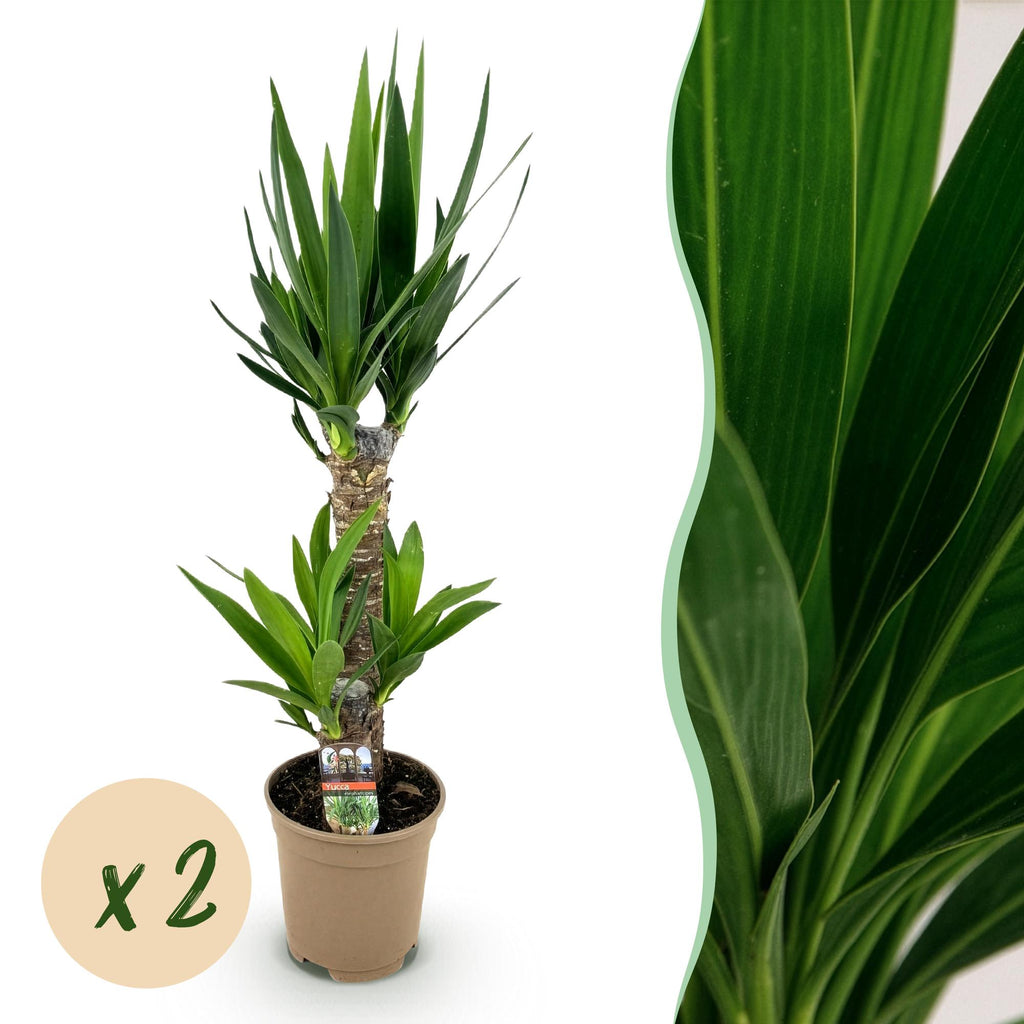 Yucca elephantipes, Yucca, Wenig Pflege, Grün, 2, Topf 17 cm, 75 cm