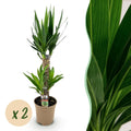 Yucca elephantipes, Yucca, Wenig Pflege, Grün, 2, Topf 17 cm, 75 cm