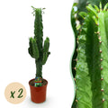 Euphorbia eritrea, Afrikanischer Milchbaum, Wenig Pflege, Grün, 2, Topf 19 cm, 70 cm