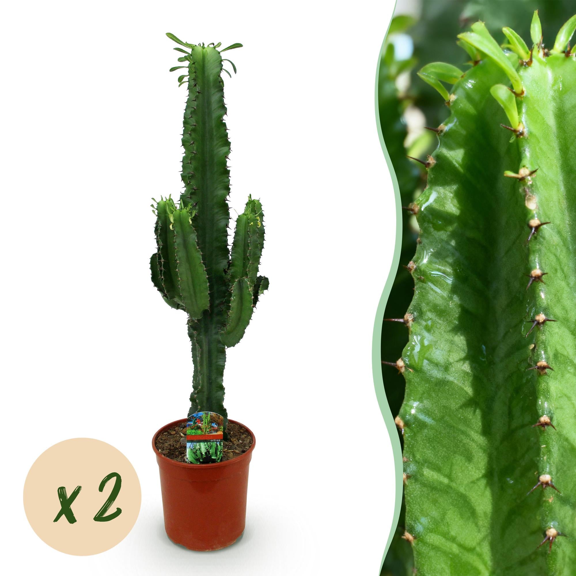 Euphorbia eritrea, Afrikanischer Milchbaum, Wenig Pflege, Grün, 2, Topf 19 cm, 70 cm