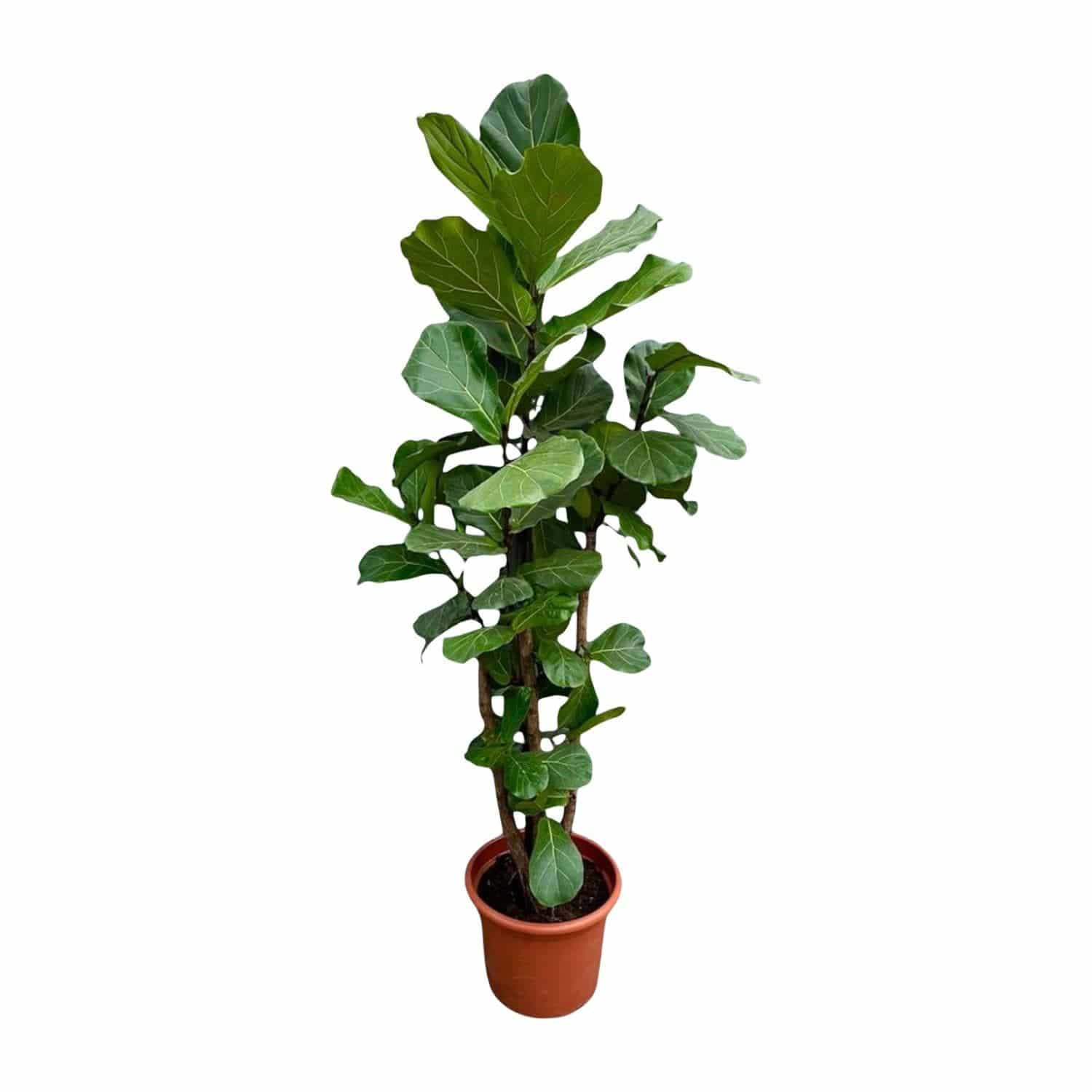Ficus Lyrata verzweigt XXL – 220 cm – Ø40 - Botanic-Vibes