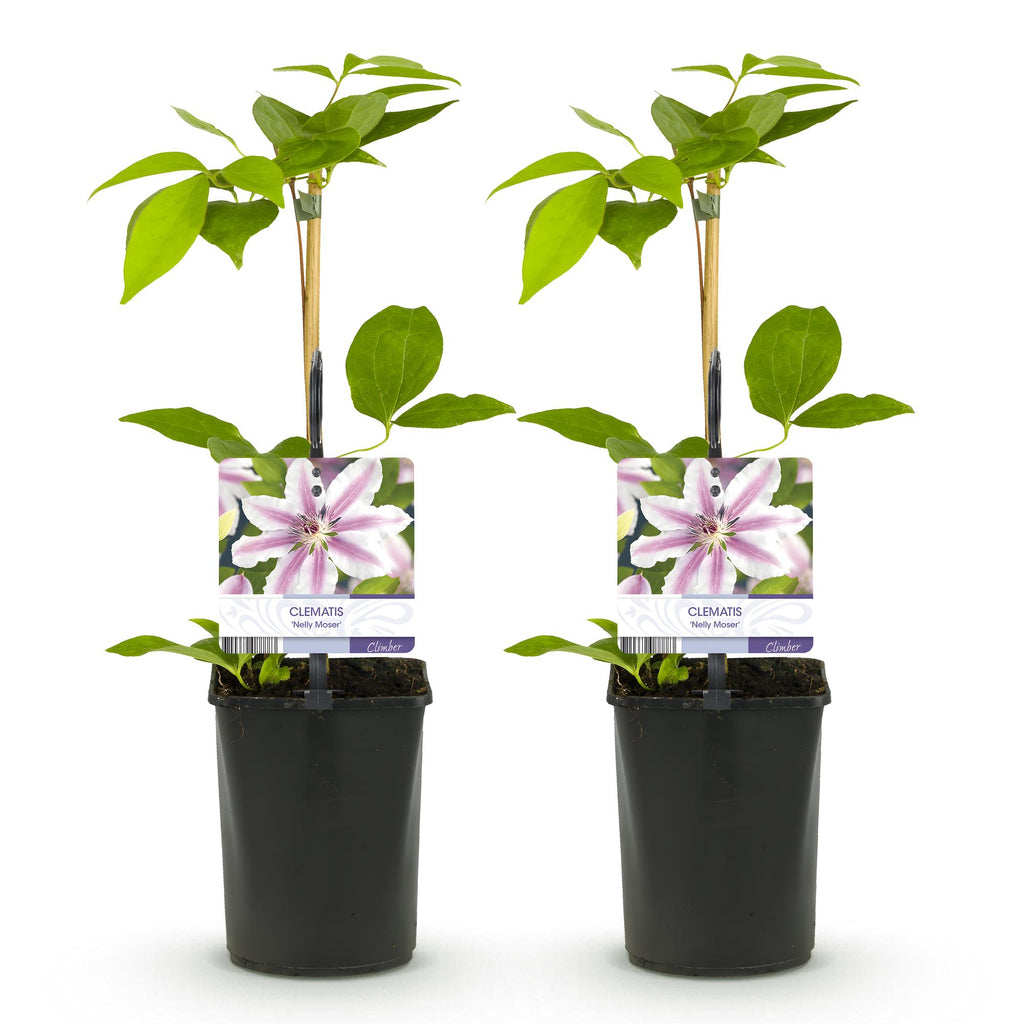 Kletterpflanze, Clematis Nelly Moser, Blüte Rosa, Wenig Pflege, 2 Pflanzen, Topf 11 cm 40 cm