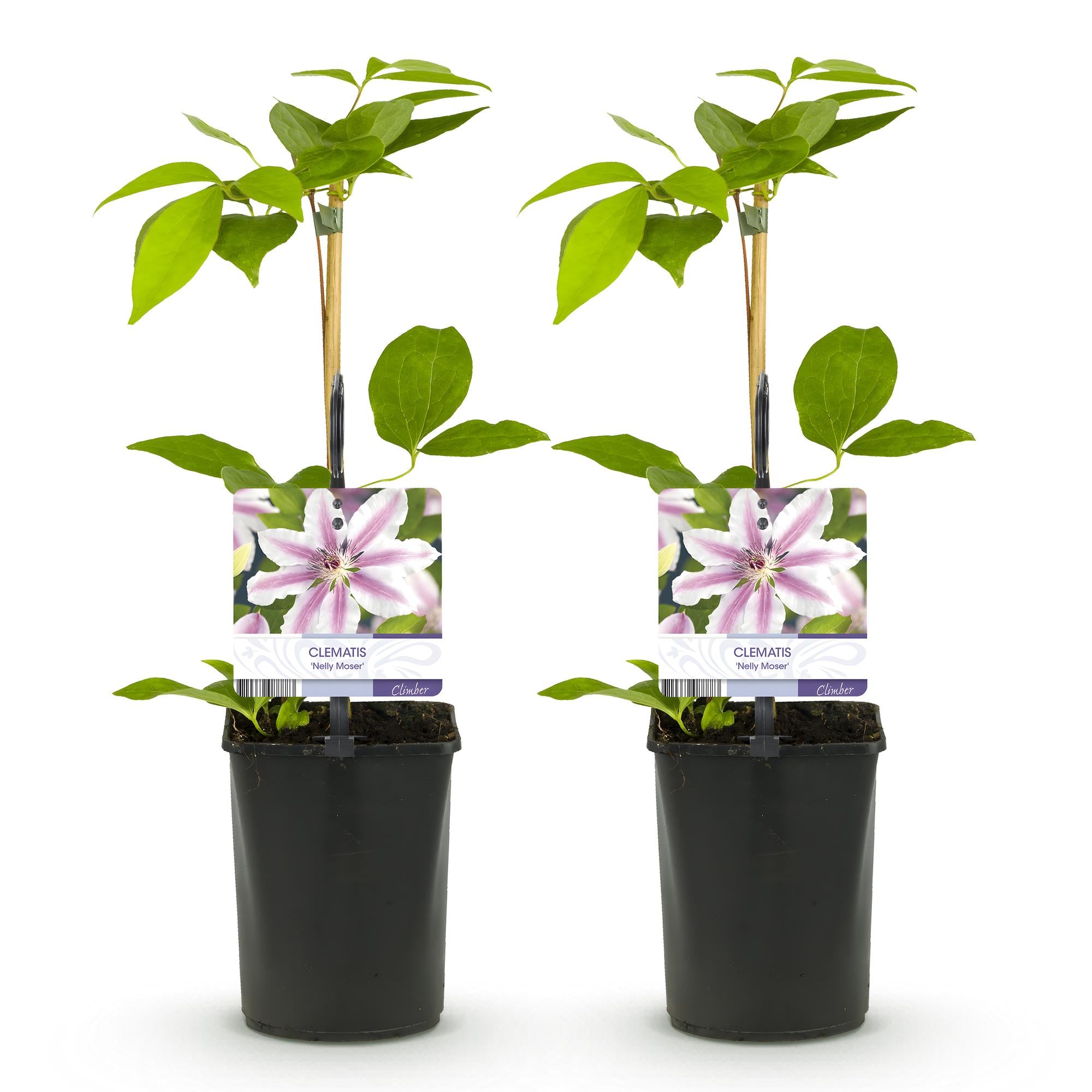 Kletterpflanze, Clematis Nelly Moser, Blüte Rosa, Wenig Pflege, 2 Pflanzen, Topf 11 cm 40 cm
