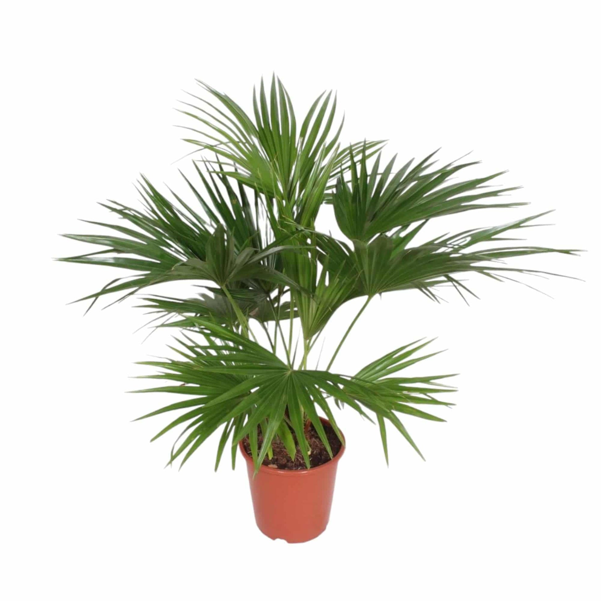 Livistona chinensis – 170 cm – Ø27 - Botanic-Vibes