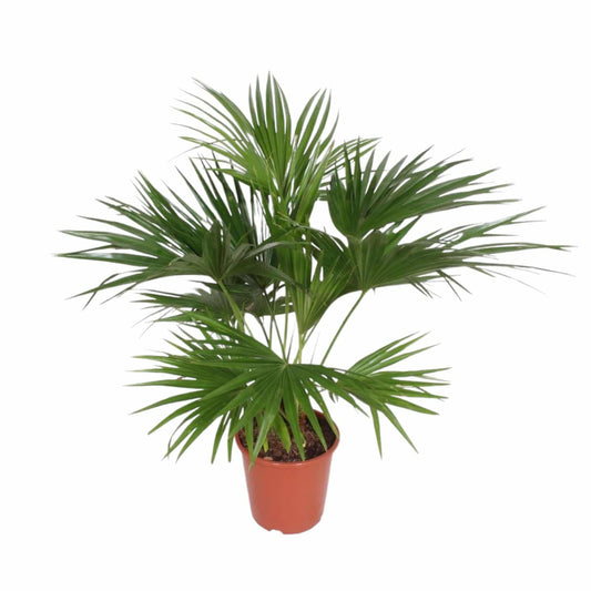 Livistona chinensis – 170 cm – Ø27 - Botanic-Vibes