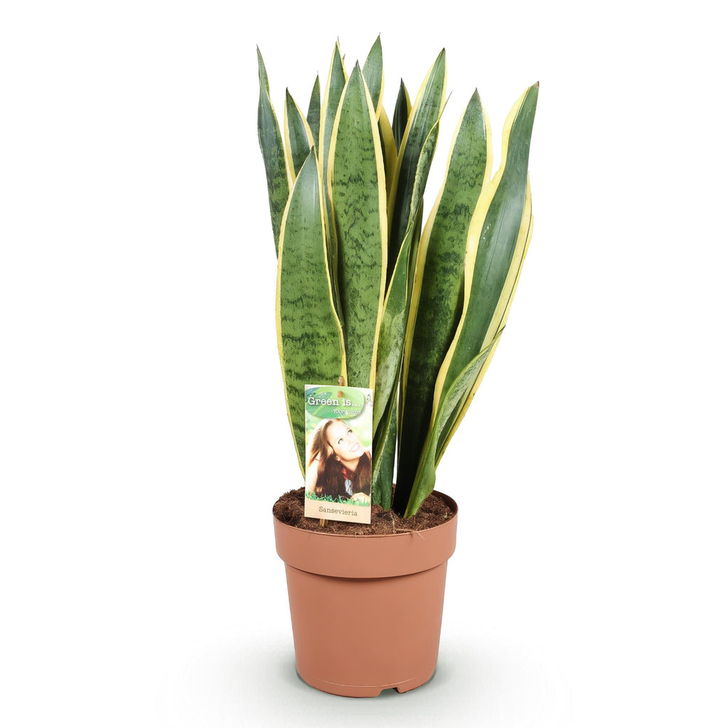 Zimmerpflanzen, Sansevieria Laurentii, Schwiegermutterzunge, Wenig Pflege, Grün, Gelb, 1 Pflanze, Topf 21 cm, 70-80 cm