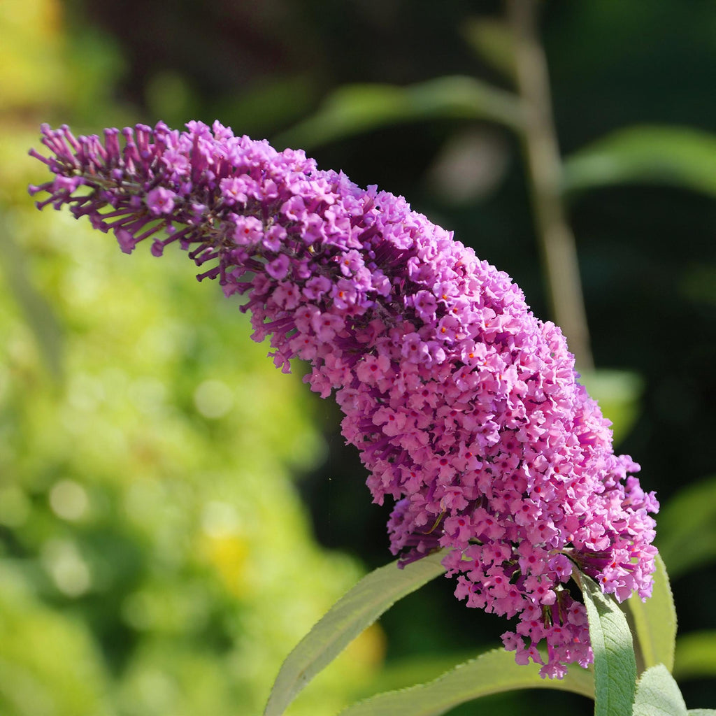 Buddleja davidii Rosa Delight, Schmetterlingsstrauch, Winterhart, Rosa, 1 Pflanze, Topf 17 cm, 45 cm