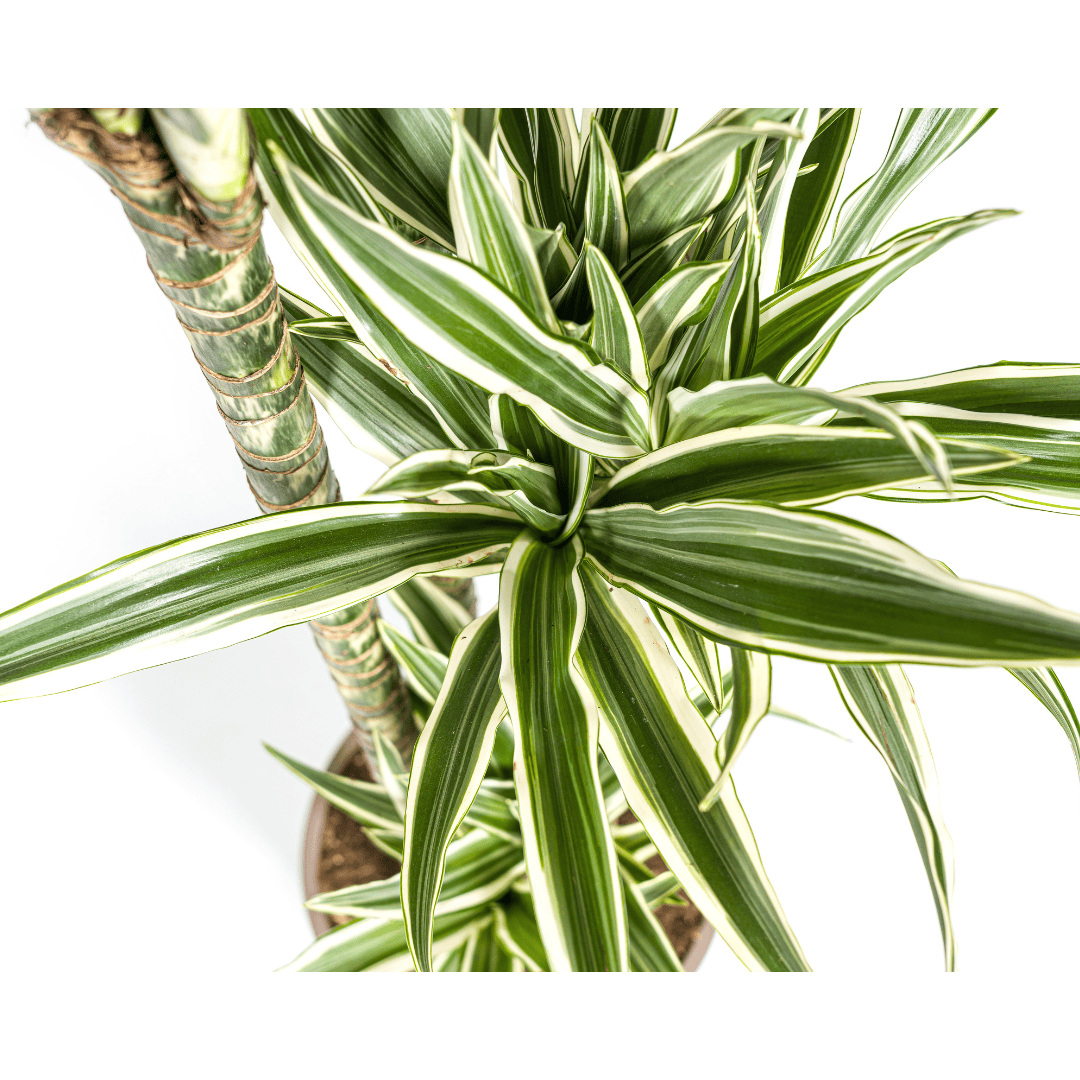Dracaena Deremensis White Stripe Ø27cm - ↕170 - 190cm - Botanic-Vibes