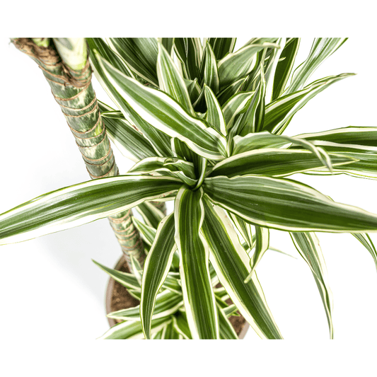 Dracaena Deremensis White Stripe Ø27cm - ↕170 - 190cm - Botanic-Vibes