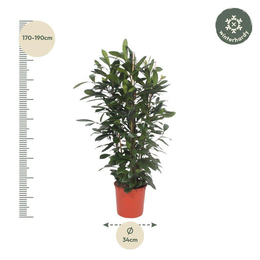 Ficus cyathistipula Strauch – 180 cm – Ø34 - Botanic-Vibes