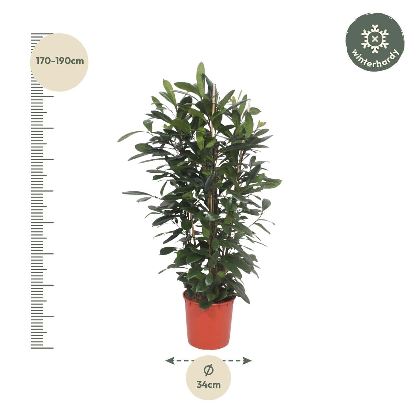 Ficus cyathistipula Strauch – 180 cm – Ø34 - Botanic-Vibes