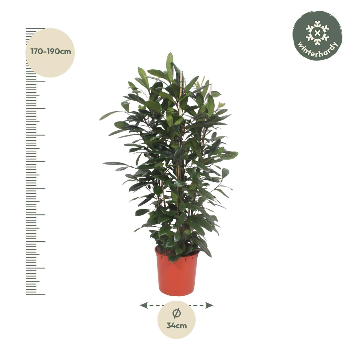 Ficus cyathistipula Strauch – 180 cm – Ø34 - Botanic-Vibes