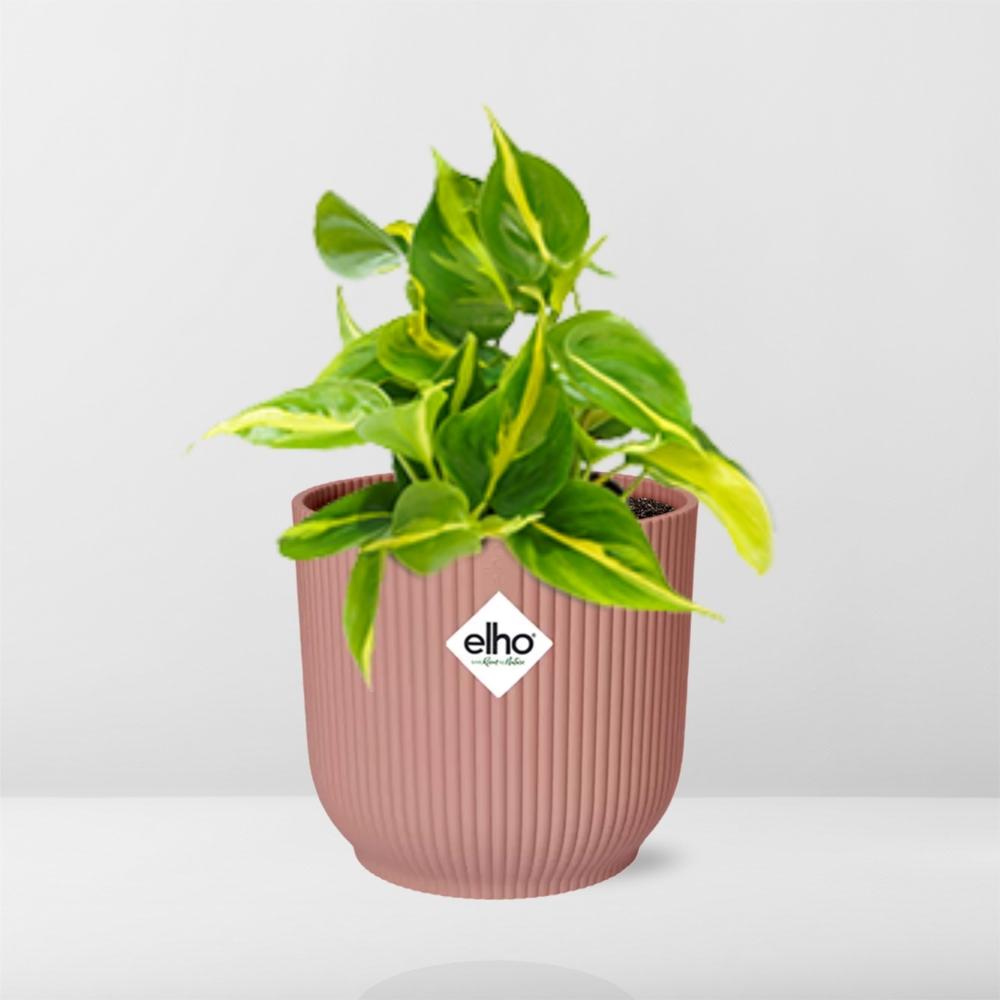 Philodendron Scandens ‘Brasil’ im ELHO Vibes Fold, 14 cm, rosa