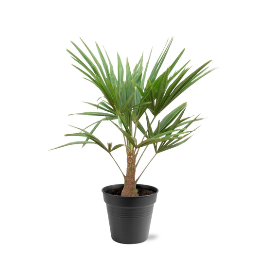 Trachycarpus fortunei – 90–100cm – Ø21