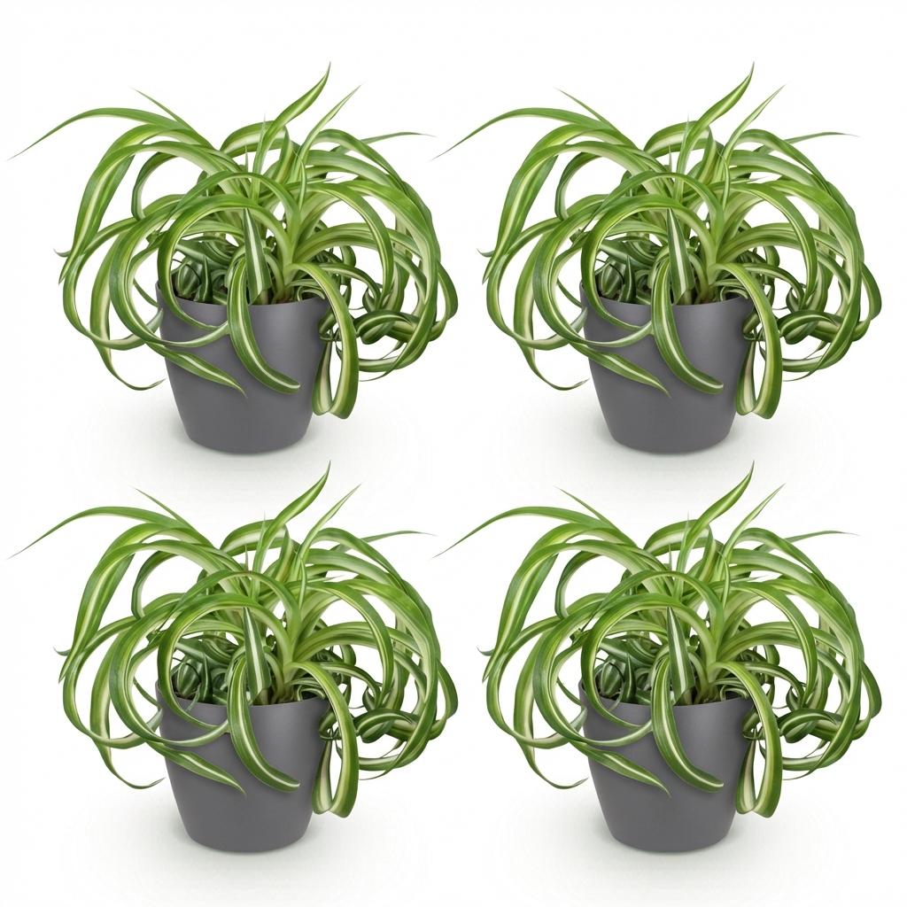 Green boutiQ, Zimmerpflanze, Chlorophytum comosum Bonnie, Lockige Graslilie, Haustierfreundliche Pflanze, Grün, Topf 12cm, Höhe 20cm