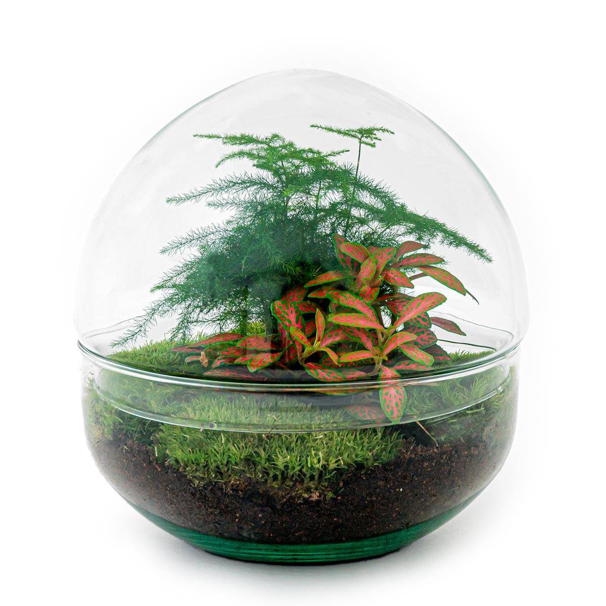 Flaschengarten - Dome Rot - Botanic-Vibes