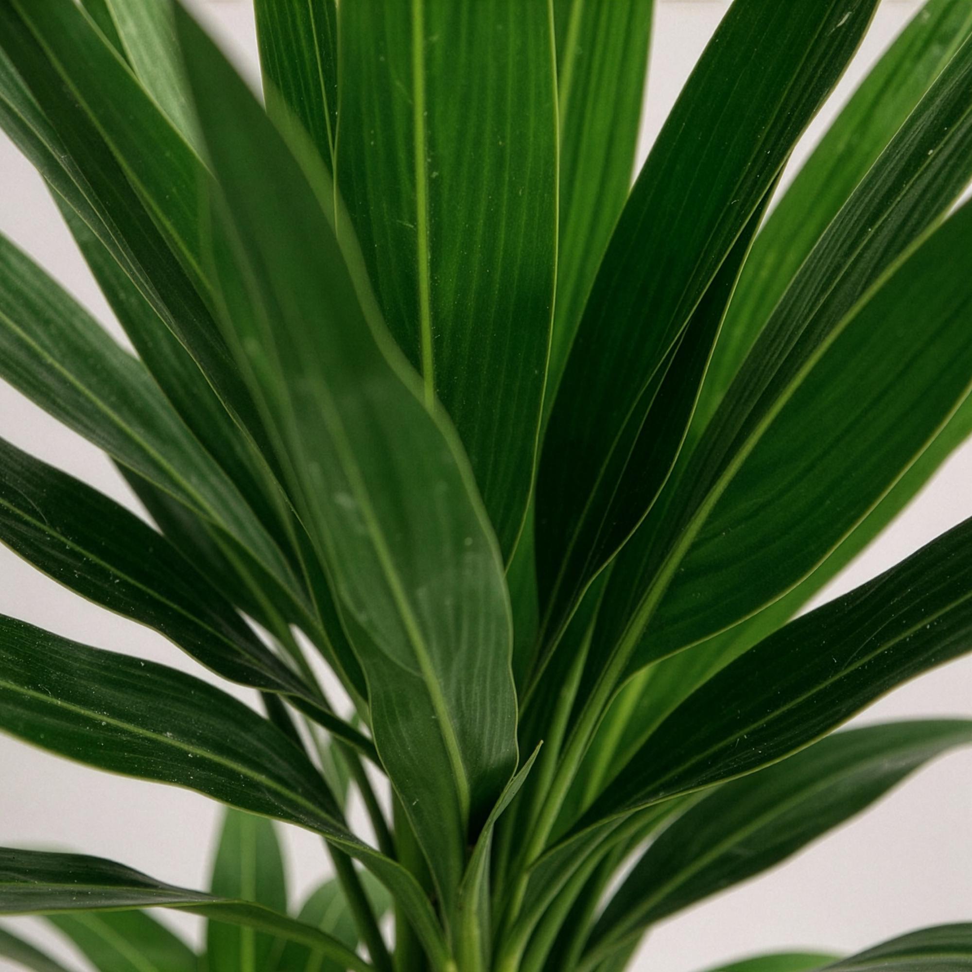 Yucca elephantipes, Yucca, Pflegeleicht, Grün, 1, Topf 17 cm, 75 cm