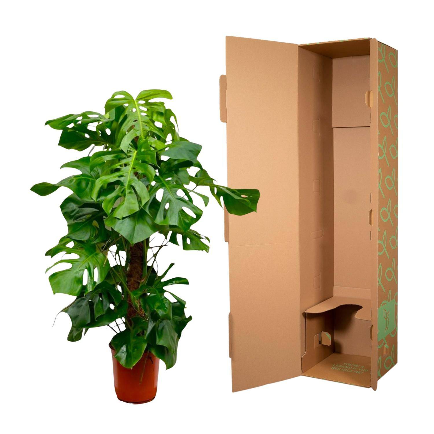 Monstera deliciosa XXL – 150 cm – Ø27 - Botanic-Vibes