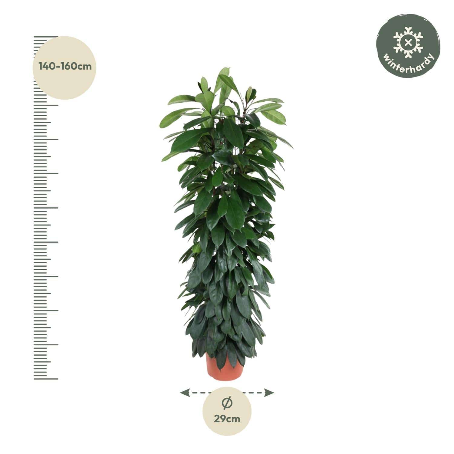 Ficus cyatistipula Säule – 150 cm – Ø29 - Botanic-Vibes